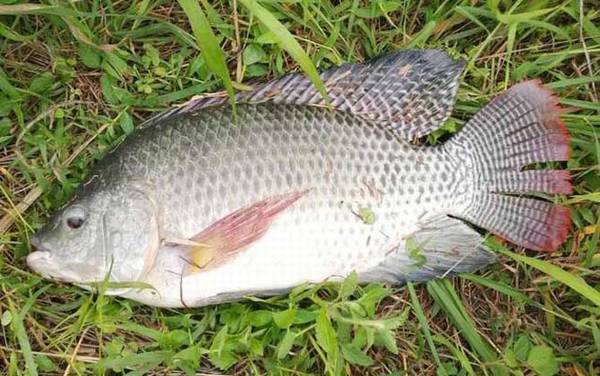 罗非鱼腥味重吗?