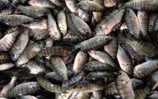 罗非鱼苗吃什么食物?