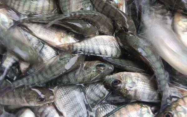 罗非鱼苗吃什么食物?