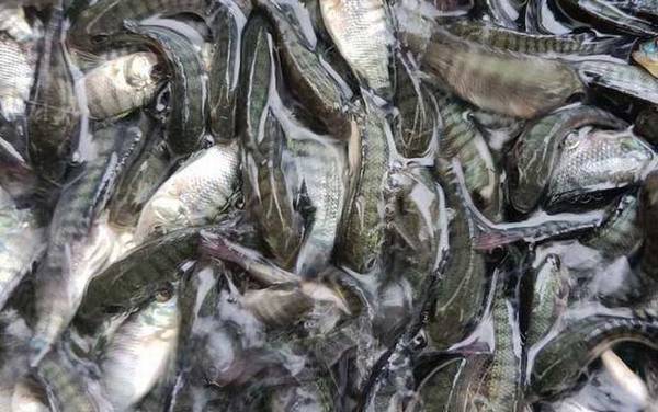 罗非鱼苗吃什么食物?