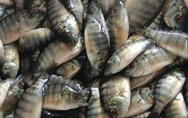 罗非鱼苗吃什么食物?