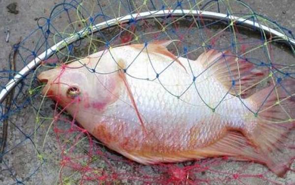 罗非鱼是吃垃圾的鱼吗?