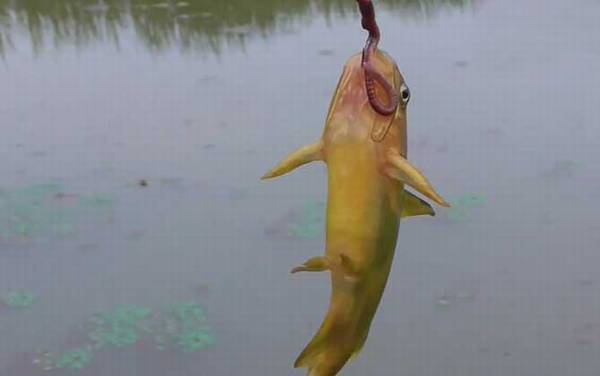 嘎鱼的学名叫什么鱼?