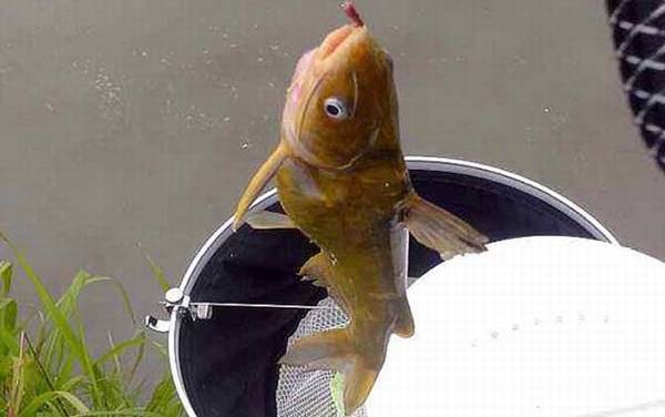 嘎鱼的学名叫什么鱼?