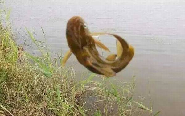 嘎鱼的学名叫什么鱼?