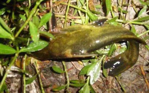 嘎鱼吃什么可以养活?