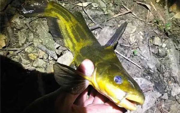 嘎鱼吃什么可以养活?