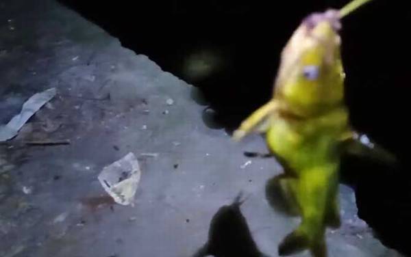 嘎鱼吃什么可以养活?