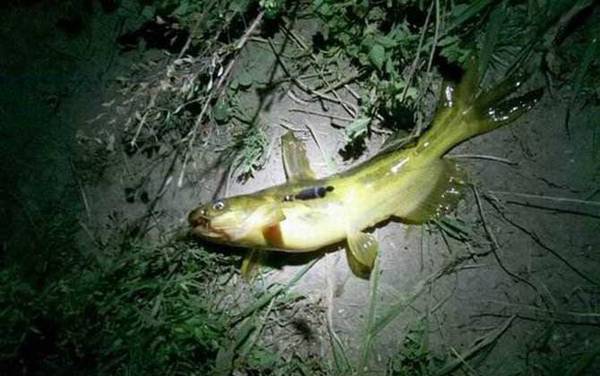 嘎鱼吃什么可以养活?