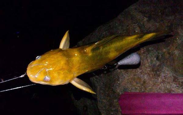 黄颡鱼各地叫法有哪些?