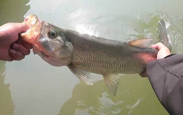 大翘嘴藏在什么地方?