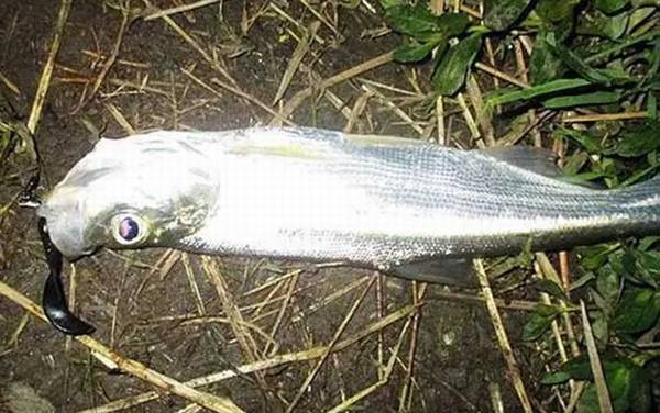 大翘嘴藏在什么地方?