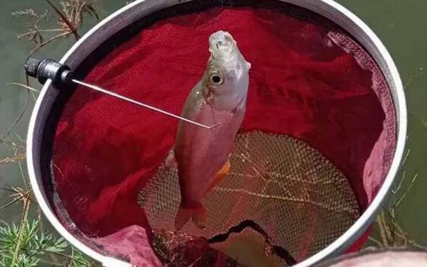 大翘嘴藏在什么地方?