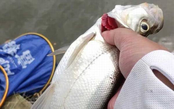 翘嘴为什么出水就死了?