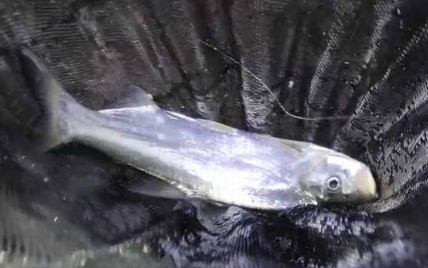 翘嘴为什么出水就死了?