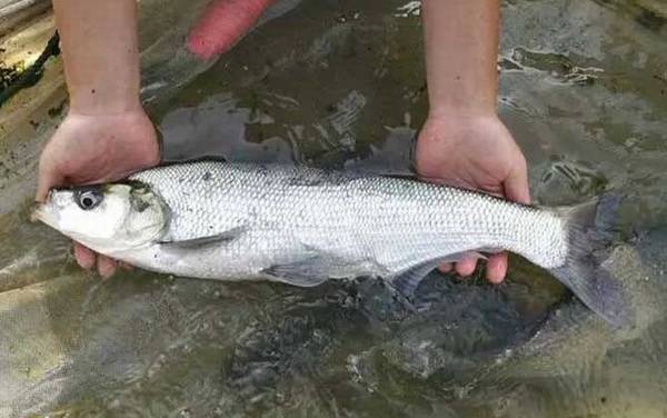 翘嘴为什么出水就死了?