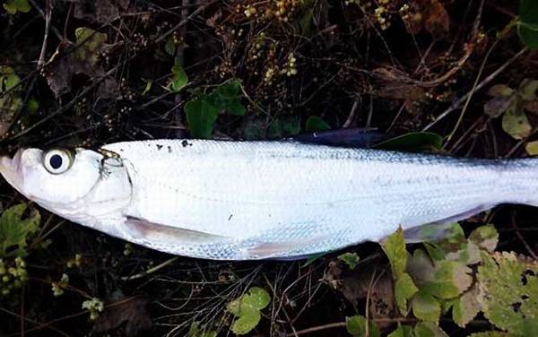 青梢鱼是什么鱼?