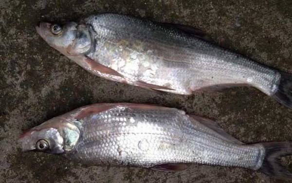 青梢鱼是什么鱼?