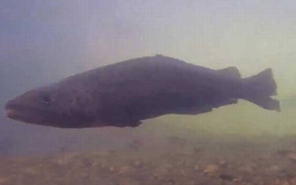 大红鱼是什么鱼?