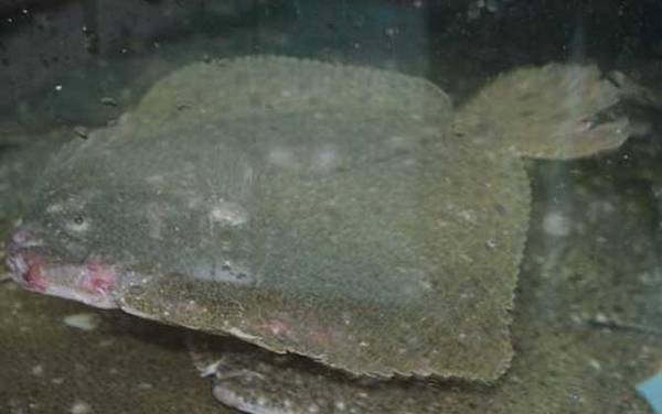 大菱鲆是什么鱼?