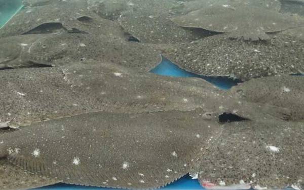 大菱鲆是什么鱼?