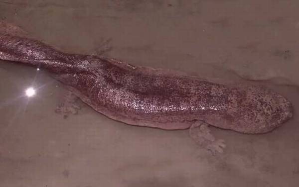 大鲵是什么动物?