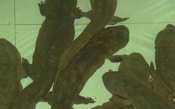 大鲵是什么动物?