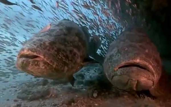 大石斑鱼是什么鱼?