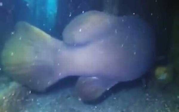 大石斑鱼是什么鱼?