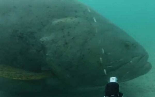 大石斑鱼是什么鱼?