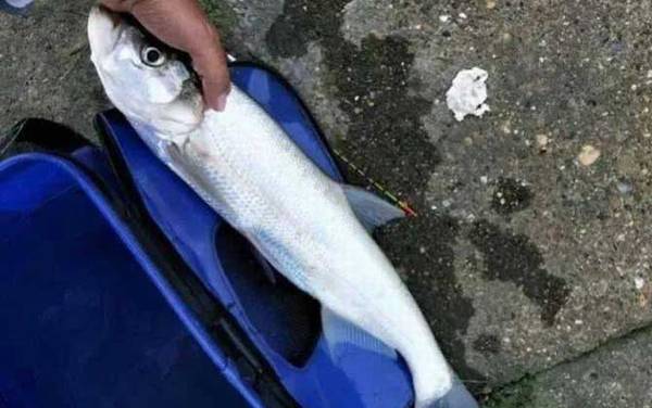 翘嘴和青梢的区别