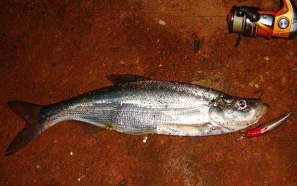 翘嘴和青梢的区别