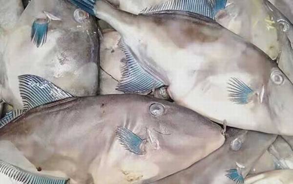 扒皮鱼是什么鱼?
