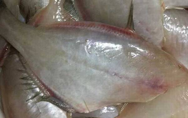 剥皮鱼是什么鱼?