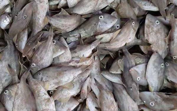 剥皮鱼是什么鱼?