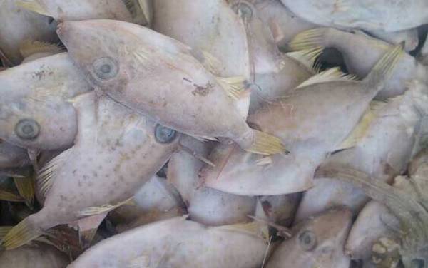 剥皮鱼是什么鱼?