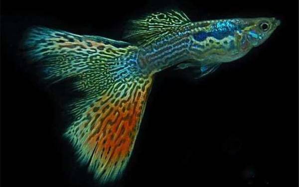彩霞鱼是什么鱼?