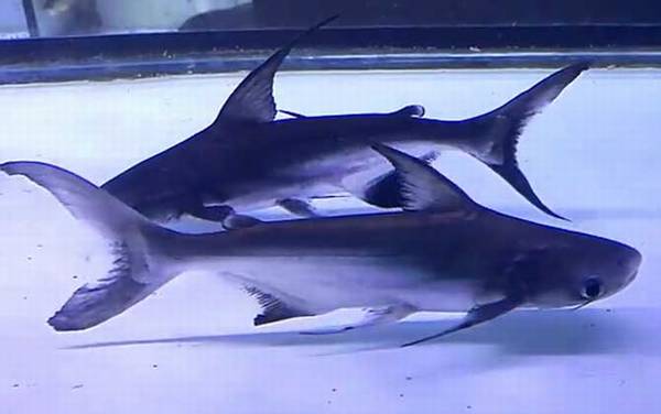 成吉思汗鱼是什么鱼?