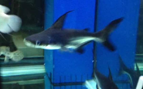 成吉思汗鱼是什么鱼?