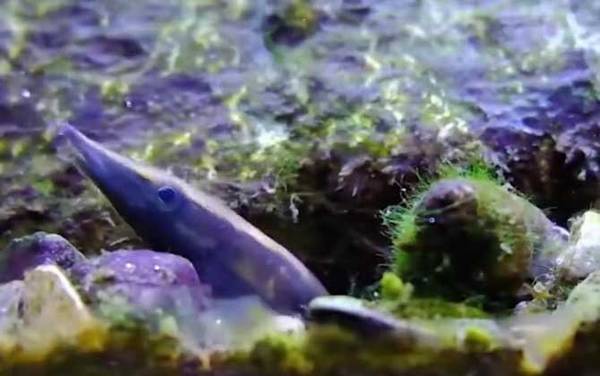 刺鳅是什么鱼?