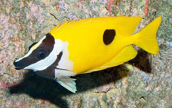 宠物鱼品种名称及图片大全