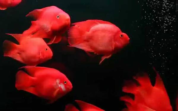 宠物鱼品种名称及图片大全