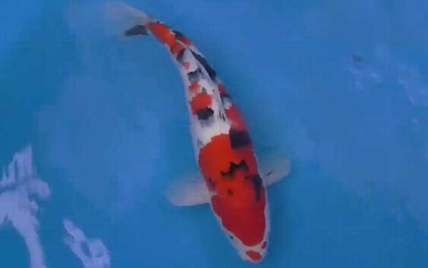 大正三色是什么鱼?