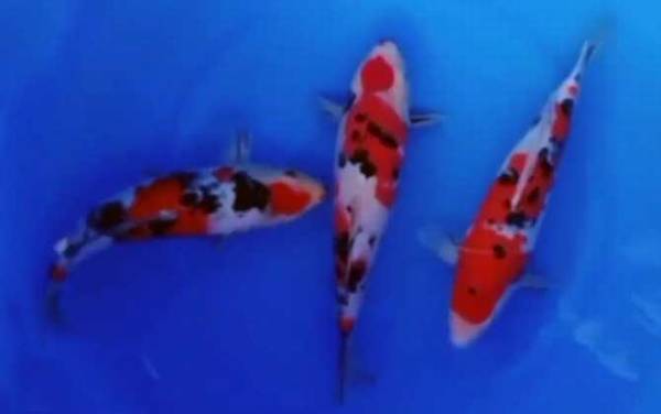 大正三色是什么鱼?