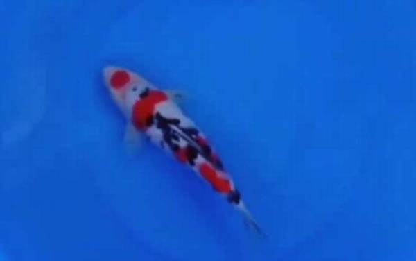 大正三色是什么鱼?