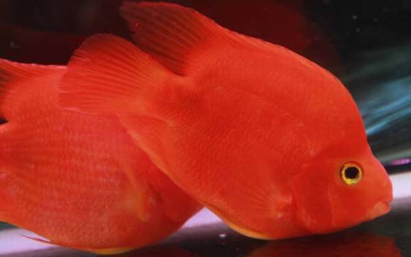 发财鱼是什么鱼?