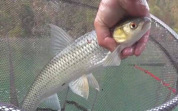 红眼鱼是什么鱼?