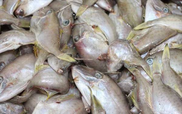 马面鱼是什么鱼?