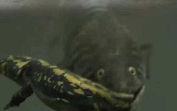 含肺鱼是什么鱼?