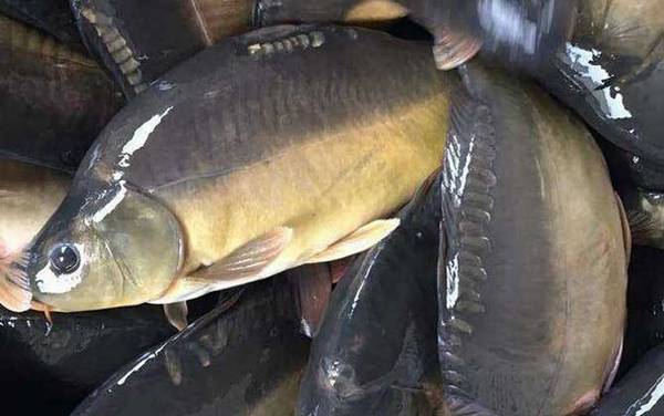 三道鳞是什么鱼?